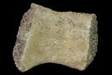 Fossil Pliosaur (Pliosaurus) Flipper Digit - England #136734-2